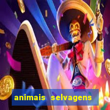 animais selvagens fotos e nomes